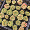 Sempervivum 'Atlanticum' (CLUSTER)