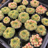 Sempervivum 'Atlanticum' (CLUSTER)