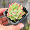 Echeveria 'Dream Queen' - KRF