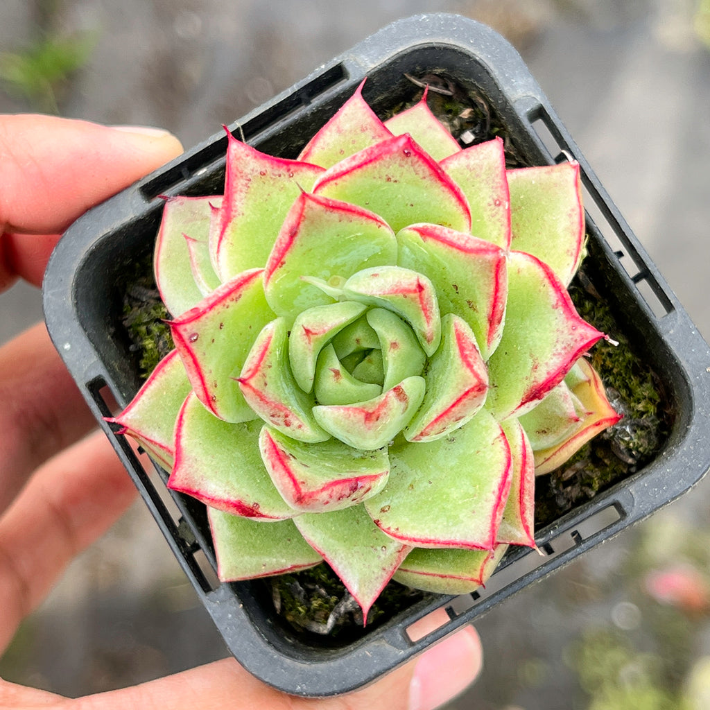Echeveria 'Dream Queen' - KRF