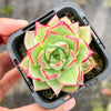 Echeveria 'Dream Queen' - KRF