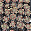 Sempervivum 'Ohio Burgundy' (w/pup)