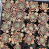 Sempervivum 'Ohio Burgundy' (w/pup)
