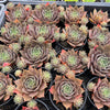 Sempervivum 'Ohio Burgundy' (w/pup)