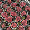 Sempervivum tectorum 'Squib' (w/pup)