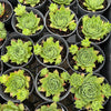 Sempervivum 'Sharon's Pencil'