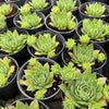 Sempervivum 'Sharon's Pencil'