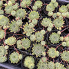 Sempervivum 'Pink Puff' (w/pup)