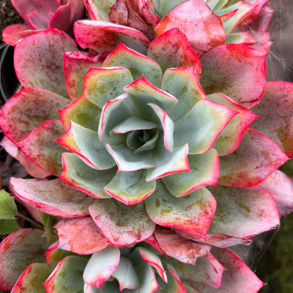 Echeveria 'Blue Light'