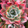 Echeveria 'Blue Light'