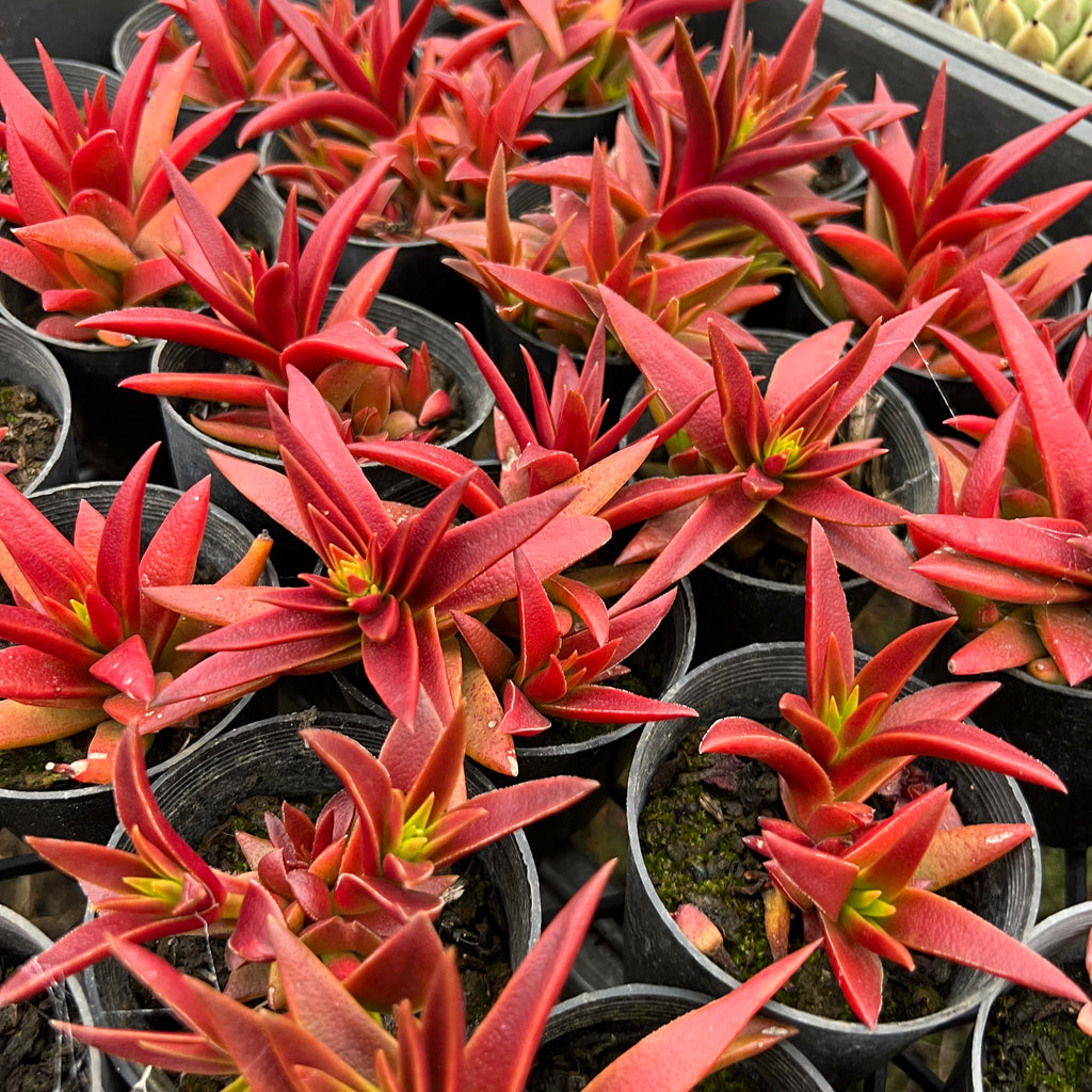 Crassula Fusca
