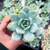 Echeveria 'Laui x Clavatum'