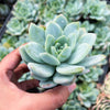 Echeveria 'Laui x Clavatum'