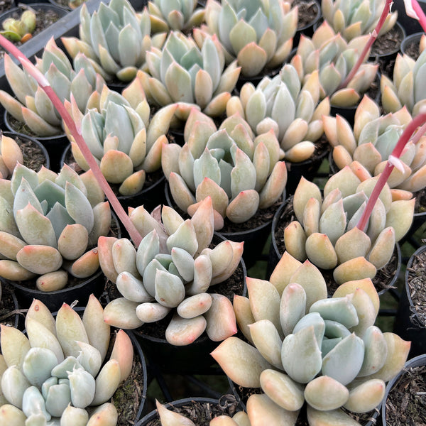 PACK of 10 PLANTS] x Echeveria Machete – LET LOVE GROW (Succulent