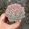 Echeveria Red Wine Queen - Korea Form