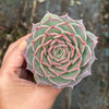 Echeveria Red Wine Queen - Korea Form