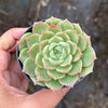 Echeveria Red Wine Queen - Korea Form