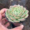 Echeveria Red Wine Queen - Korea Form