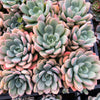 Echeveria 'Mulan' | Korea Form