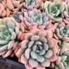 Echeveria 'Mulan' | Korea Form