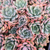 Echeveria 'Mulan' | Korea Form