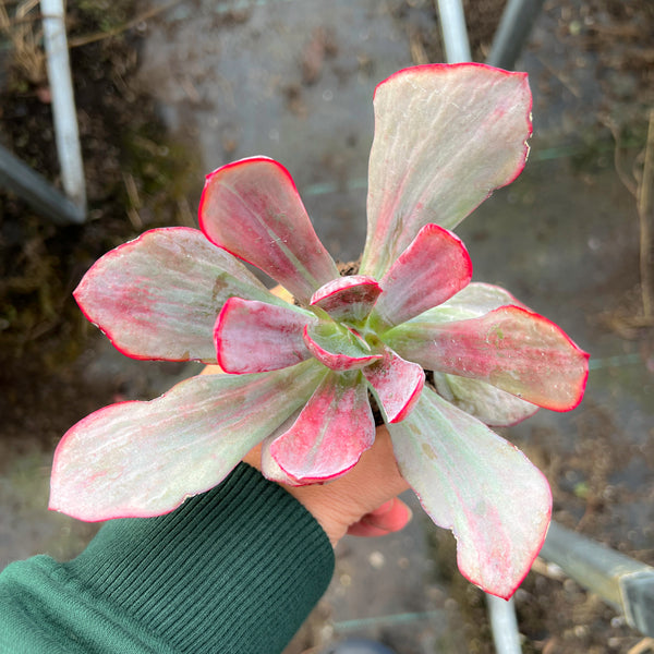 Echeveria Dream Fantasia
