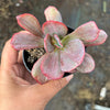 Echeveria Dream Fantasia