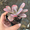 Echeveria Dream Fantasia