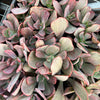 Echeveria Dream Fantasia