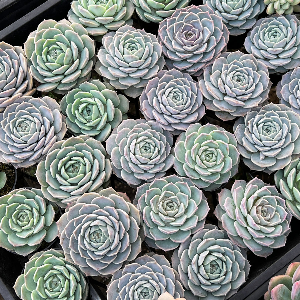 Echeveria 'Amazing Grace' | Korea form