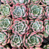 Echeveria 'Matilda'
