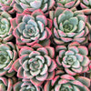 Echeveria 'Matilda'