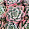Echeveria 'Matilda'