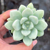 Echeveria 'Monroe Queen'