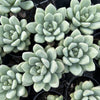 Echeveria 'Monroe Queen'