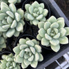 Echeveria 'Monroe Queen'