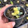 Corpuscularia lehmannii variegata (VARIEGATED ICE PLANT)