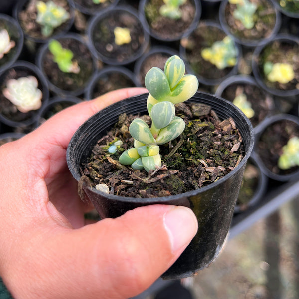 variegated ice plant succulent Corpuscularia lehmannii variegata (VARIEGATED ICE PLANT) – LET LOVE GROW ( Succulent & Cactus)