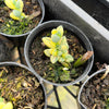 Corpuscularia lehmannii variegata (VARIEGATED ICE PLANT)