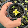 Corpuscularia lehmannii variegata (VARIEGATED ICE PLANT)