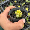 Corpuscularia lehmannii variegata (VARIEGATED ICE PLANT)