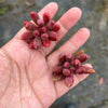 Pachyveria 'Red Banana' (1 x CUTTING)