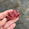 Pachyveria 'Red Banana' (1 x CUTTING)