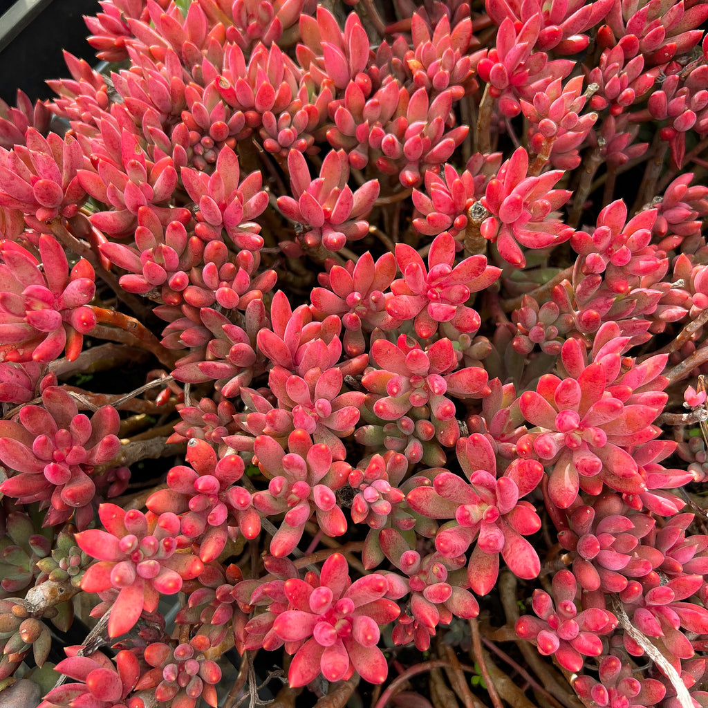 Pachyveria 'Red Banana' (1 x CUTTING)