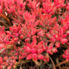 Pachyveria 'Red Banana' (1 x CUTTING)