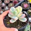 Cotyledon Orbiculata cv. Short Round Leaf variegated