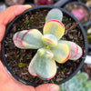 Cotyledon Orbiculata cv. Short Round Leaf variegated