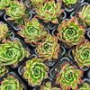 Echeveria 'Elizabeth' - Korean Form
