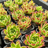 Echeveria 'Elizabeth' - Korean Form