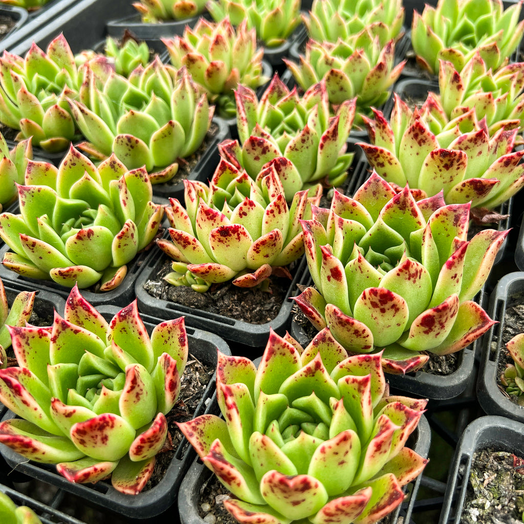 Echeveria 'Elizabeth' - Korean Form